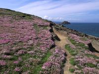 Weg durch blühende Wiesen bei West Pentire